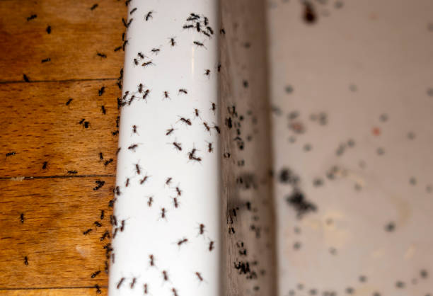  Seabrook Island, SC Pest Control Pros