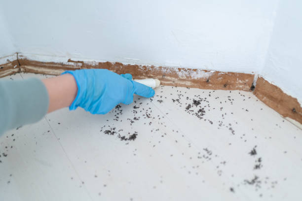 Best Pest Control Near Me in Seabrook Island, SC